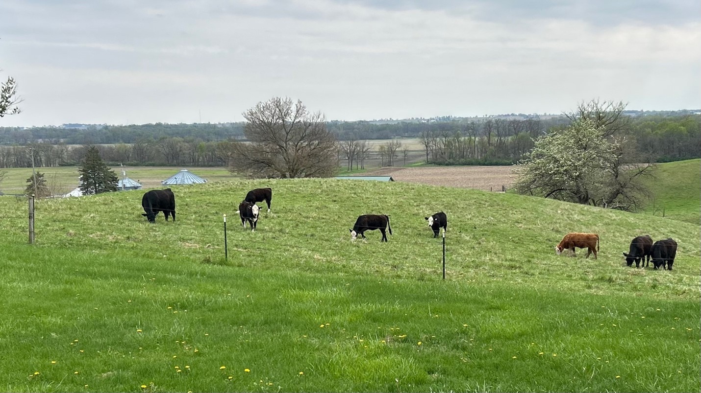 Cows in pasture